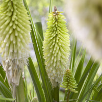 Vuupijl Ice Queen - Kniphofia Ice Queen - Bakker