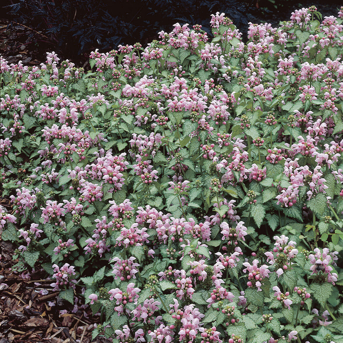 Siernetel Roseum - Lamium maculatum Roseum - Bakker