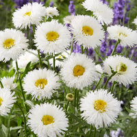 Leucanthemum superbum laspider - Margriet Laspider - Leucanthemum - Margriet