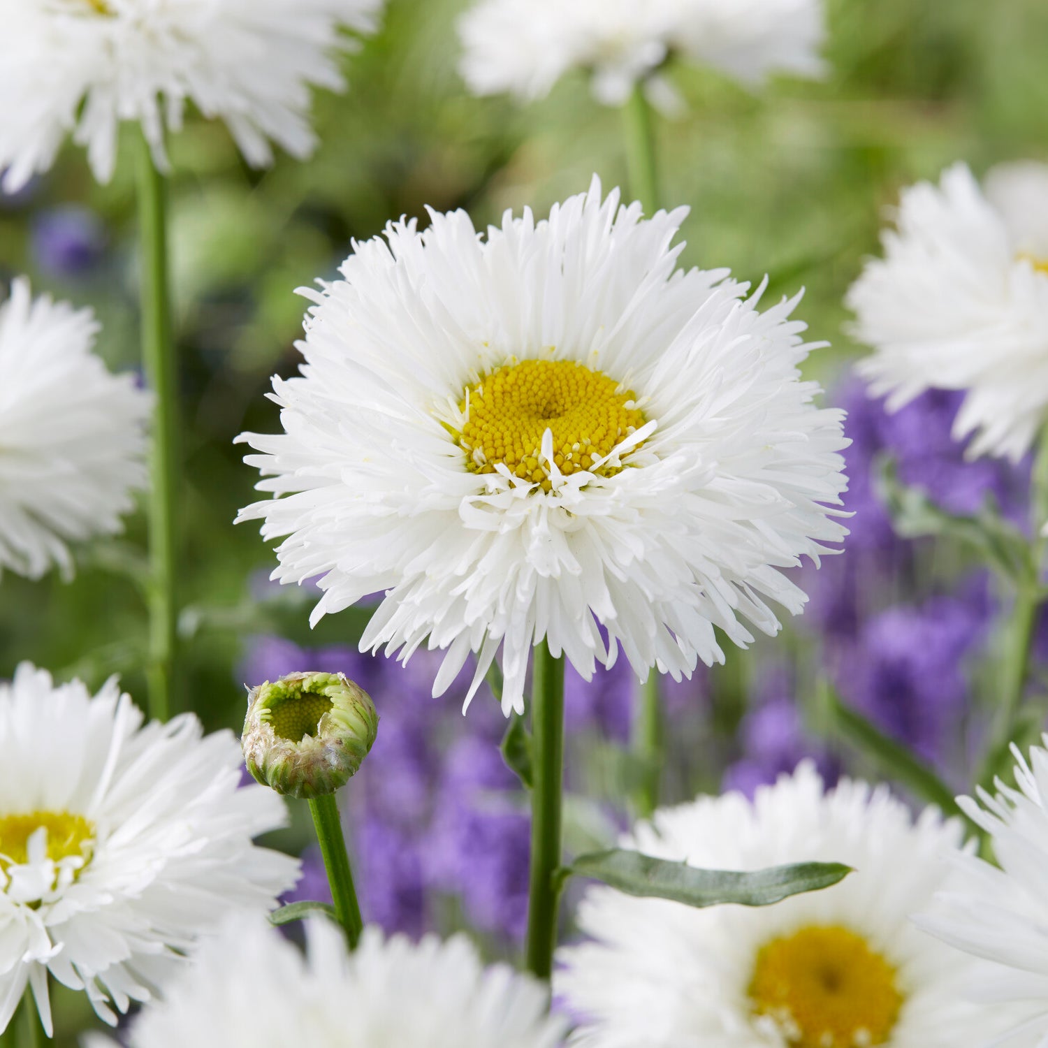 Margriet Laspider - Leucanthemum superbum laspider - Bakker