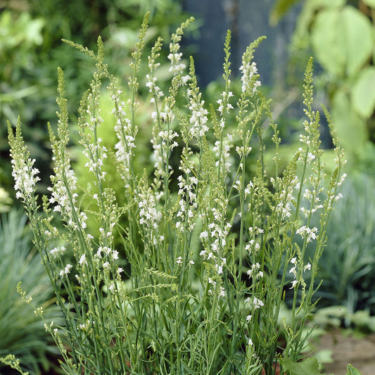 Vlasleeuwenbek Springside White - Bakker