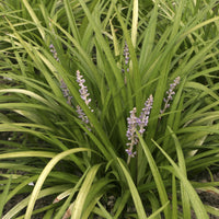 Leliegras spicata - Liriope spicata - Bakker