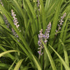 Leliegras spicata - Bakker