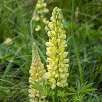 Lupine Chandelier - Lupinus polyphyllus Chandelier - Bakker