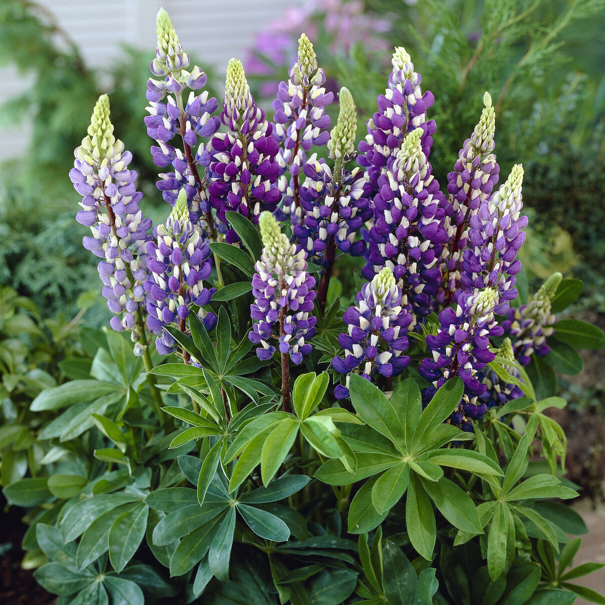 Lupine Gallery Blue - Bakker