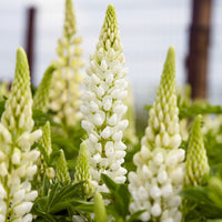 Lupine Gallery White - Lupinus Gallery White - Bakker