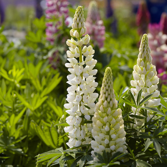 Lupine Gallery White (x3)