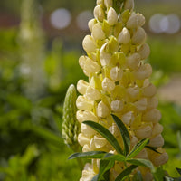 Lupinus Gallery Yellow - Lupine Gallery Yellow (x3) - Bloeiende vaste planten