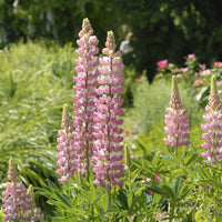 Lupine La Chateleine - Lupinus The Chatelaine - Bakker