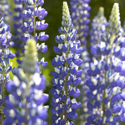 Lupine Le Gouverneur - Bakker