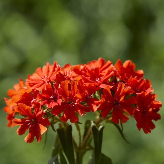 Koekoeksbloem Morgenrot (x3)