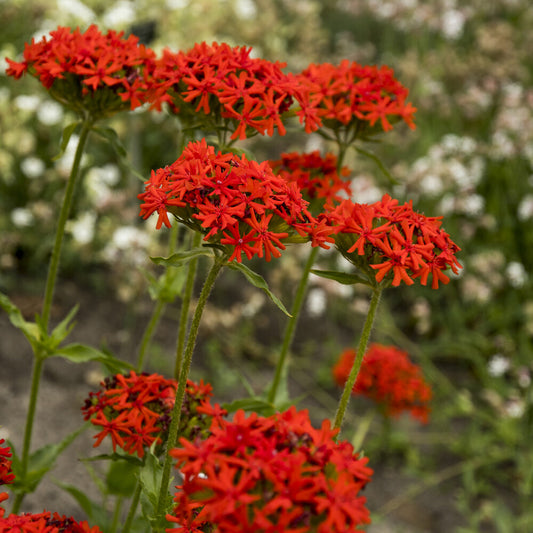 Koekoeksbloem Morgenrot - Lychnis chalcedonica - Bakker