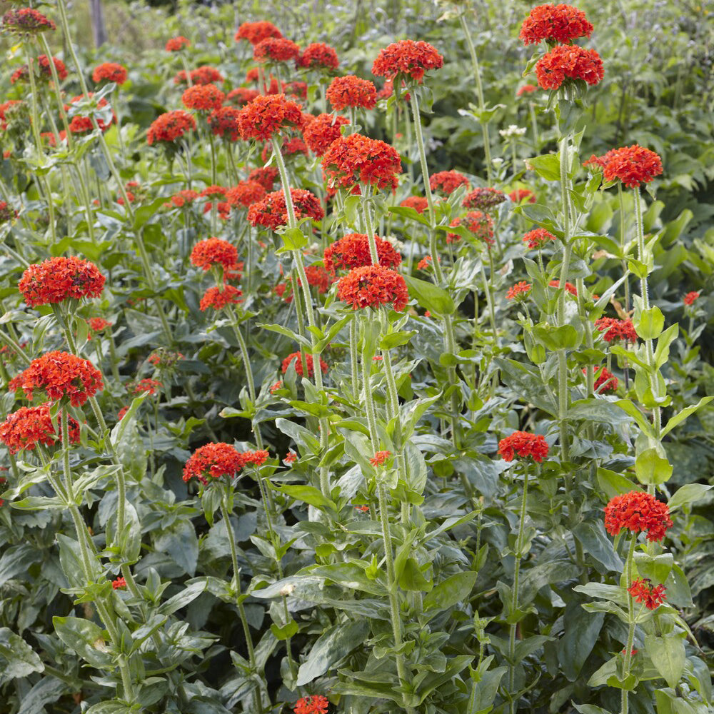 Koekoeksbloem Morgenrot - Lychnis chalcedonica - Bakker
