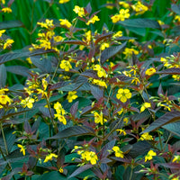 Lysimachia ciliata Firecracker - Wederik Firecracker - Wederik