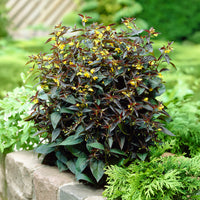 Wederik Firecracker - Bakker