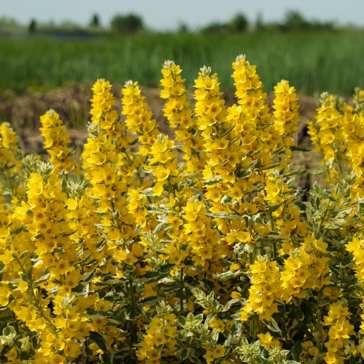 Puntwederik Alexander - Lysimachia punctata Alexander - Bakker