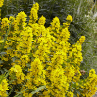 Vaste planten - Wederik - Lysimachia punctata