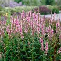 Grote kattenstaart - Kattenstaart Blush - Lythrum salicaria Blush