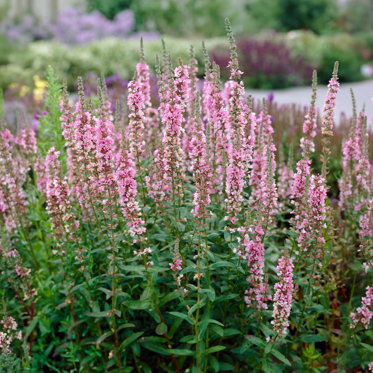 Grote kattenstaart - Kattenstaart Blush - Lythrum salicaria Blush