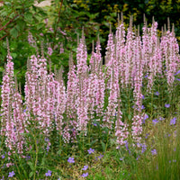 Kattenstaart Blush - Bakker