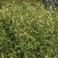 Nepeta govaniana - Kattenkruid - Bloeiende vaste planten