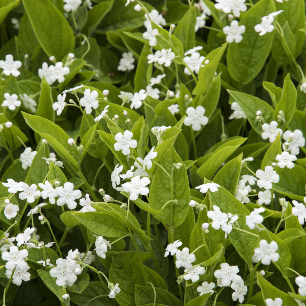 Vroeg vergeet-mij-nietje Alba - Omphalodes verna Alba - Bakker