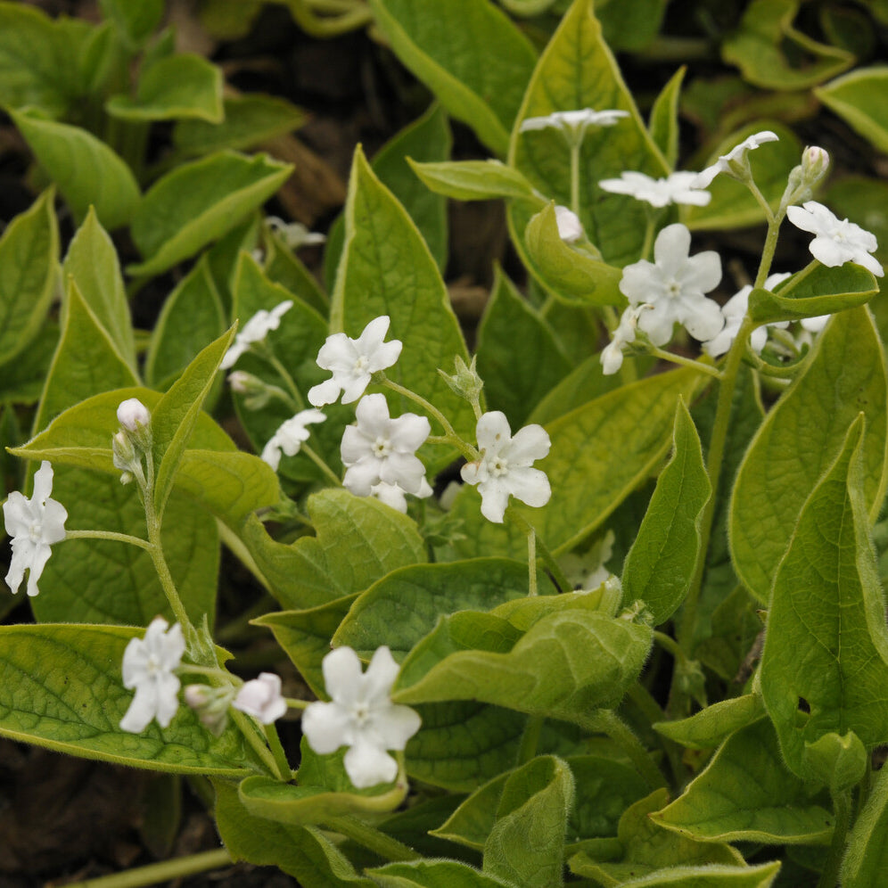 Blauw sterretje - Omphalodes