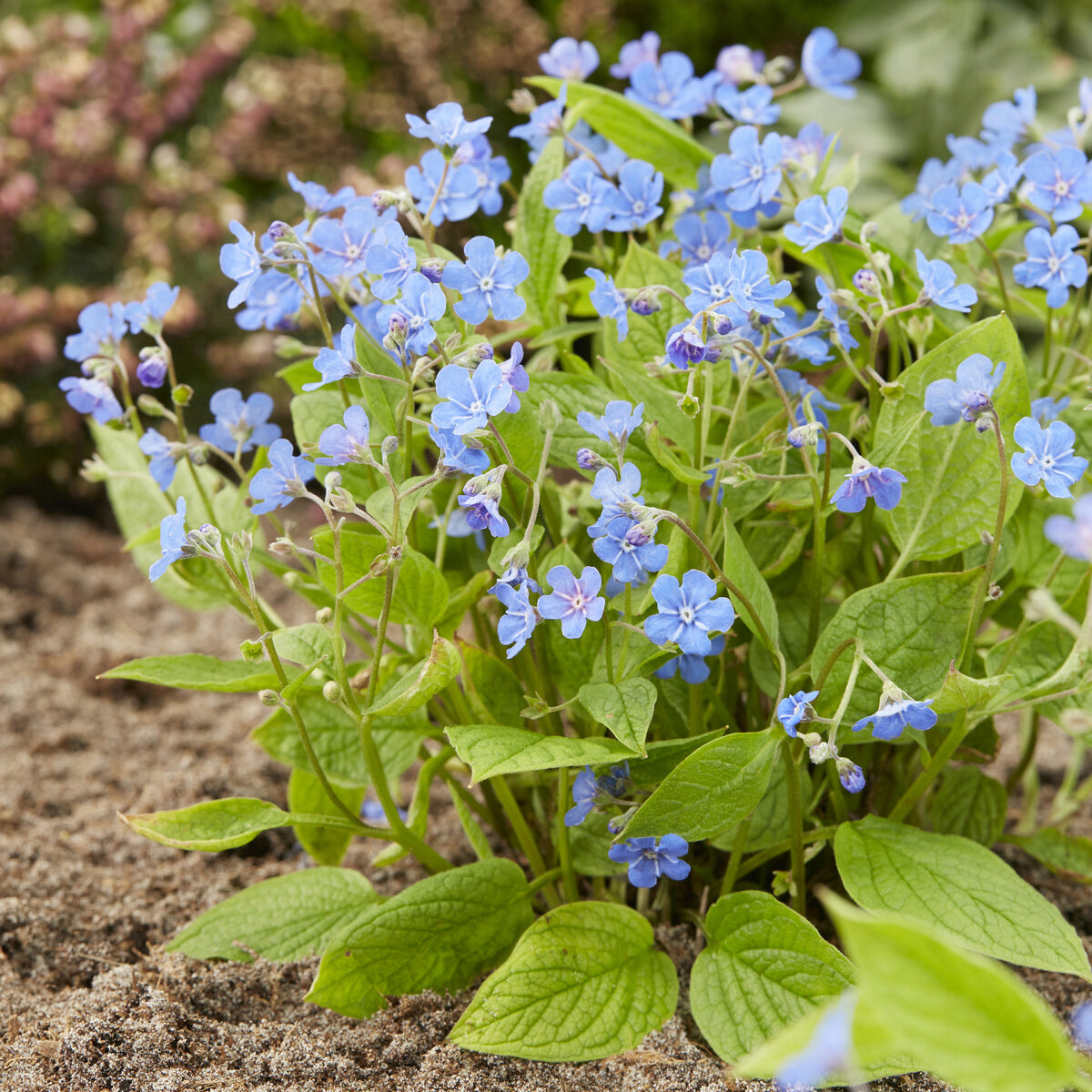 Omphalodes verna - Amerikaans vergeet-mij-nietje - Vaste planten