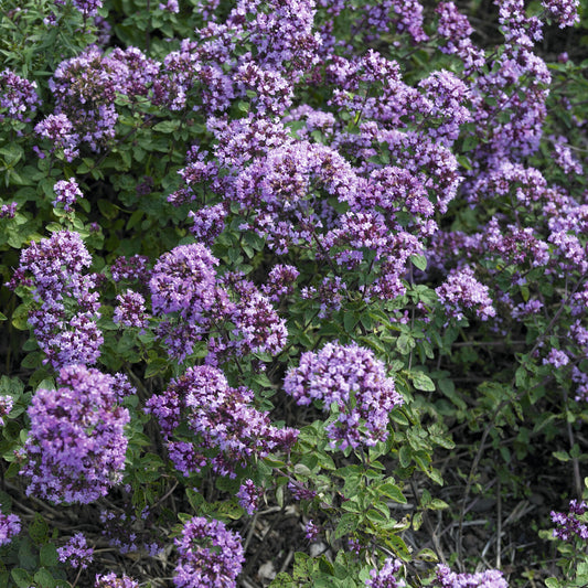 Siermarjolein Rosenkuppel (x3)