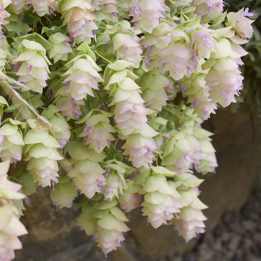 Wilde marjolein 'Kent Beauty'