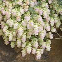 Wilde marjolein 'Kent Beauty' - Origanum rotundifolium Kent Beauty - Bakker