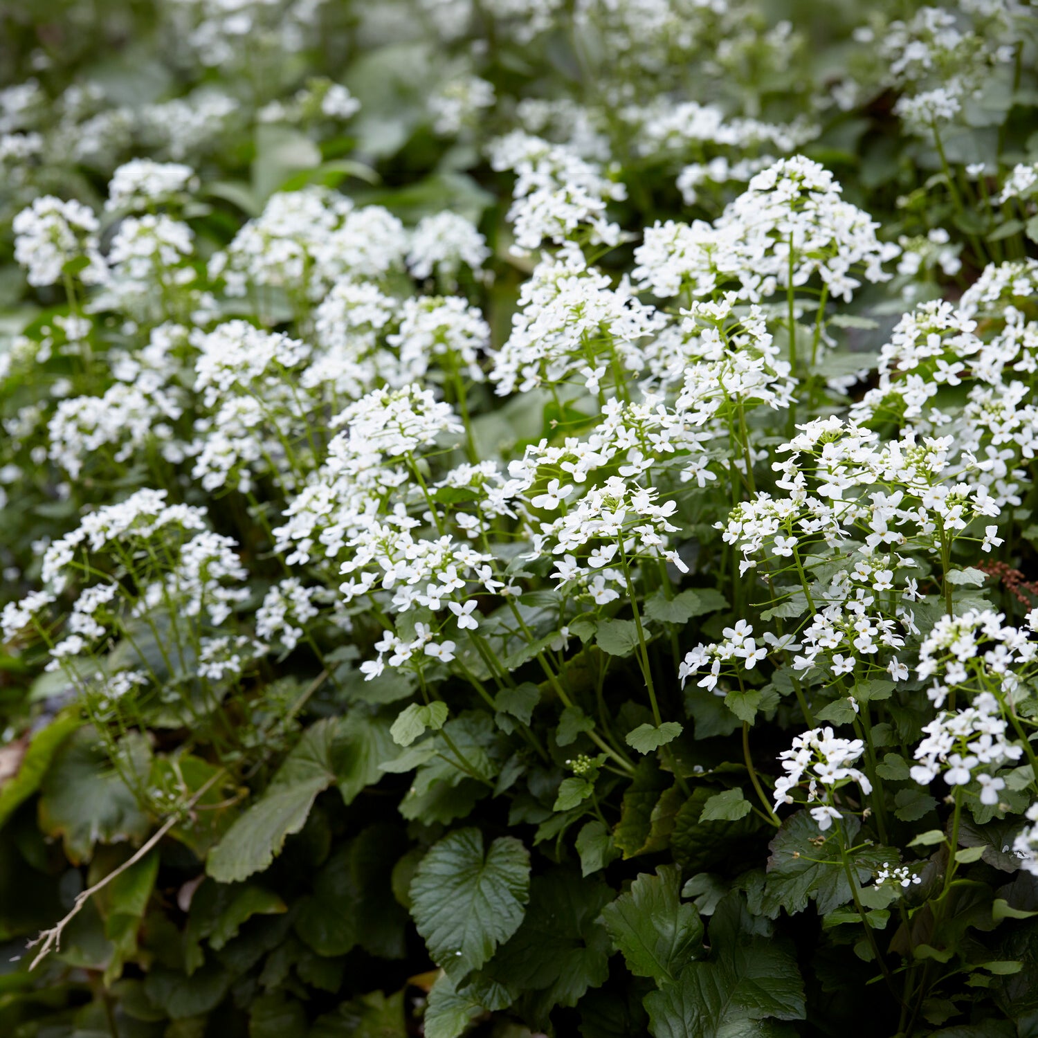 Kaukasische look zonder look - Vaste planten - Bakker
