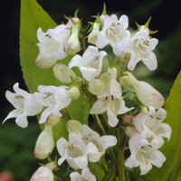 Slangenkop White Bedder - Penstemon White Bedder - Bakker