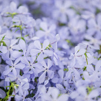 Vlambloem Clouds of Perfume - Bakker