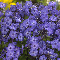 Vlambloem Blue Paradise - Bakker