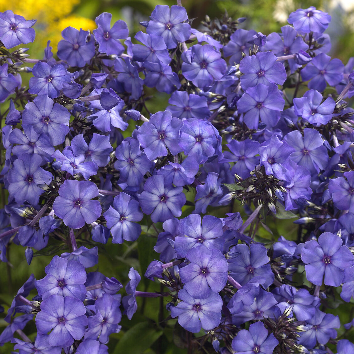 Vlambloem Blue Paradise - Bakker