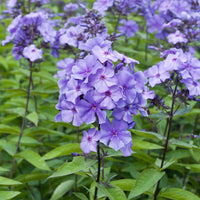 Vlambloem Blue Paradise - Phlox paniculata Blue Paradise - Bakker