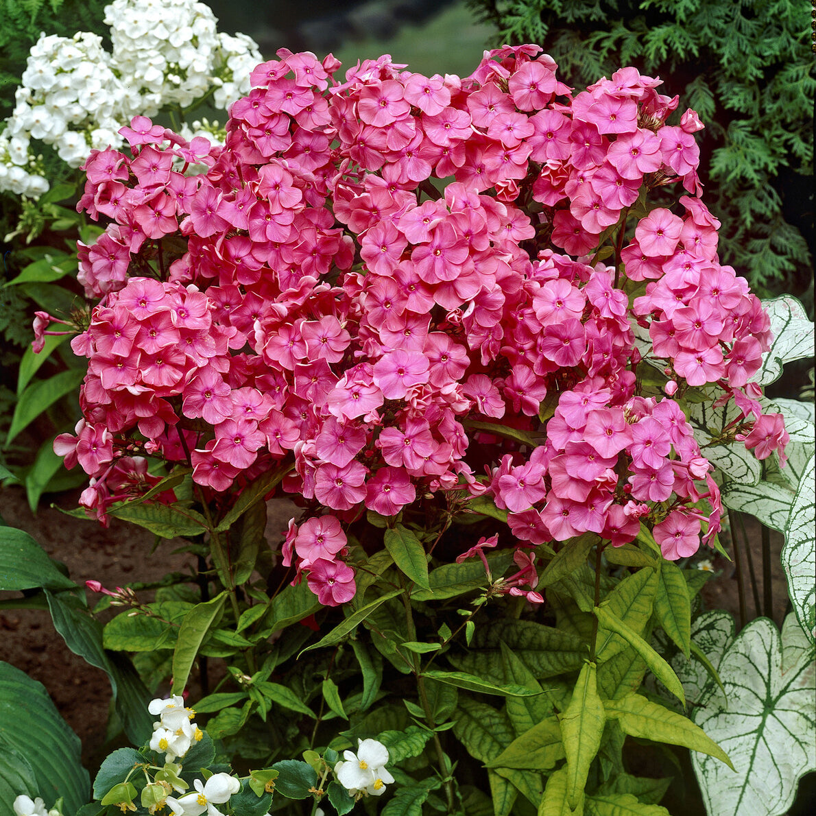 Vlambloem Rijnstroom - Phlox paniculata Rijnstroom - Bakker
