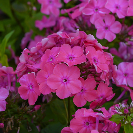 Vlambloem Rijnstroom - Bakker
