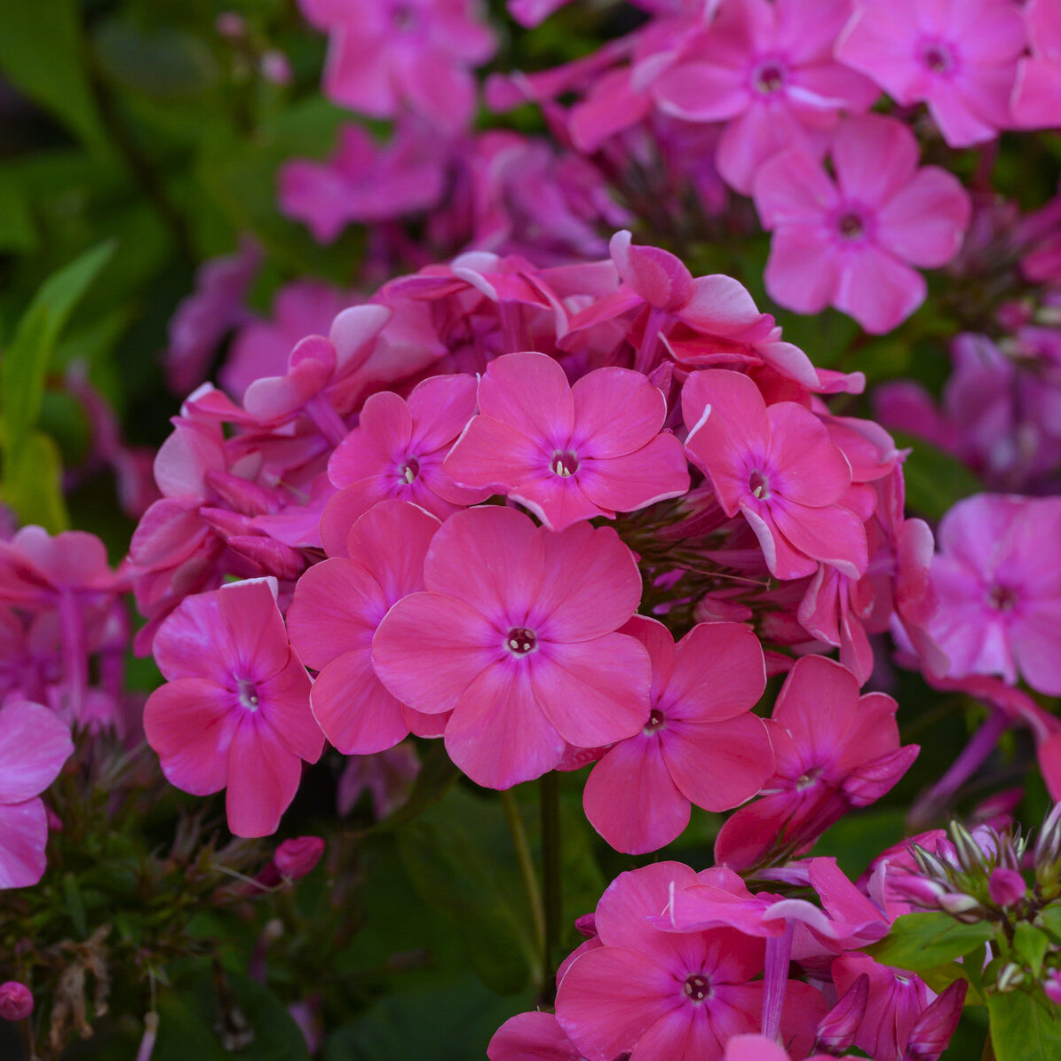 Vlambloem Rijnstroom - Bakker