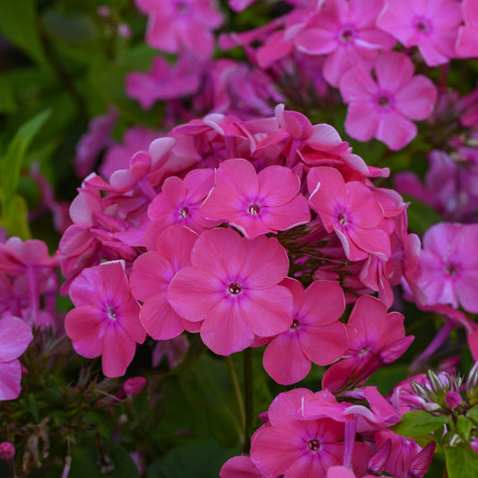 Vlambloem Rijnstroom (x3)