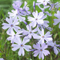 Phlox subulata Emerald Cushion Blue - Vlambloem Emerald Cushion Blue (x3) - Phlox