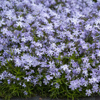 Vlambloem Emerald Cushion Blue (x3) - Bakker