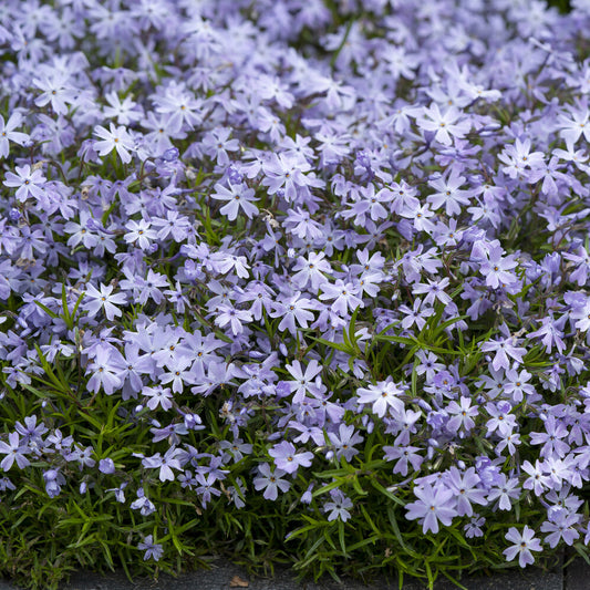 Vlambloem Emerald Cushion Blue (x3)