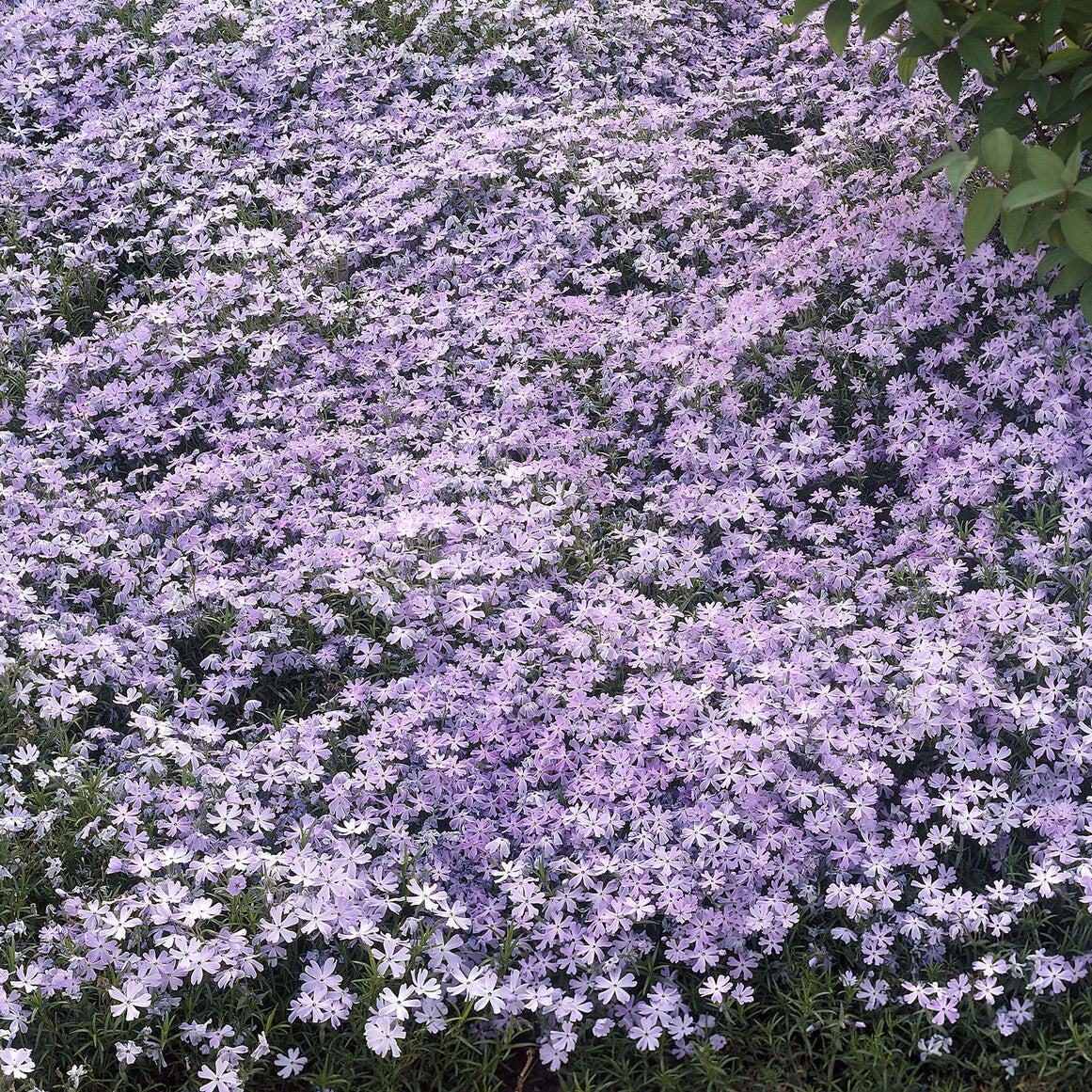 Vlambloem Emerald Cushion Blue - Phlox subulata Emerald Cushion Blue - Bakker