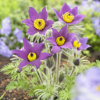 Pulsatilla vulgaris - Wildemanskruid (x3) - Vaste planten