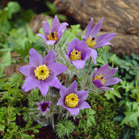 Wildemanskruid (x3) - Pulsatilla vulgaris - Bakker