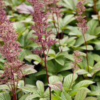 Kastanjeblad - Rodgersia pinnata - Bakker