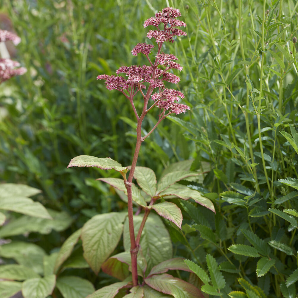 Rodgersia pinnata - Kastanjeblad - Vaste planten