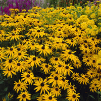 Zonnehoed deamii (x3) - Rudbeckia fulgida deamii - Bakker